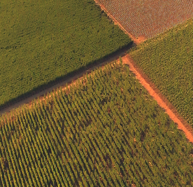Aerial view of the rows of vines at the vineyard with a dirt path between the blocks of vines