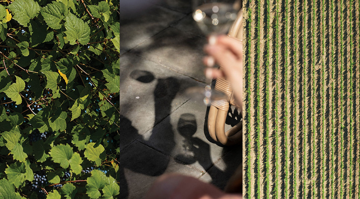 A triptych-style collage: green grapevines with dark grapes on the left, a hand holding a wine glass on a sunlit patio in the center, and a close-up of green vineyard rows on the right.