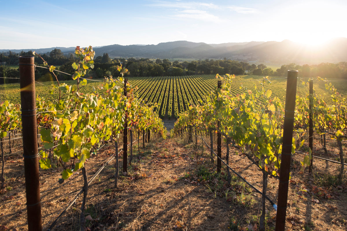 Our vines flow down the hill and across the valley floor with the sun beaming down.